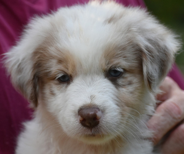 Medium Photo #1 Australian Shepherd Puppy For Sale in DANVILLE, AR, USA