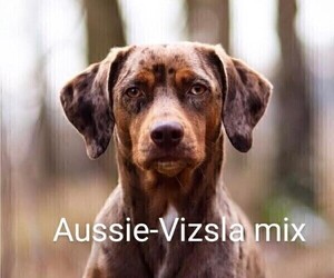 Vizsla australian best sale shepherd mix