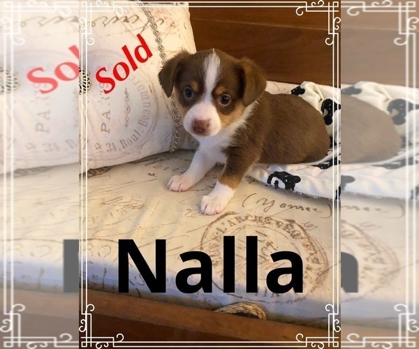 Medium Photo #1 Aussie-Corgi Puppy For Sale in THE DALLES, OR, USA