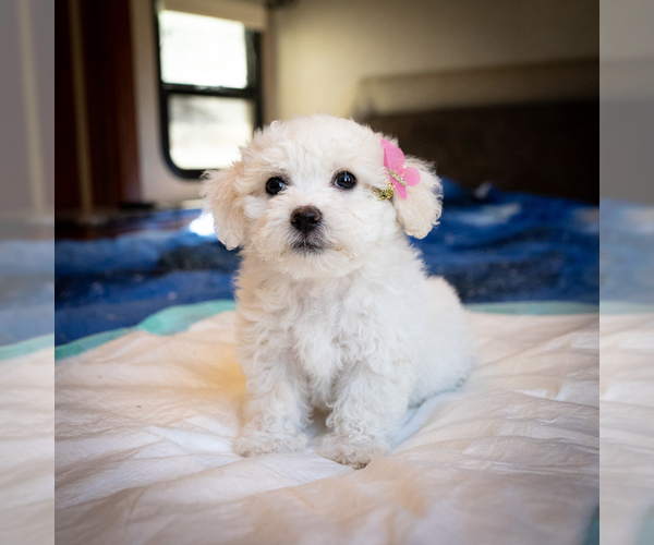 Medium Photo #1 Zuchon Puppy For Sale in ACTON, CA, USA