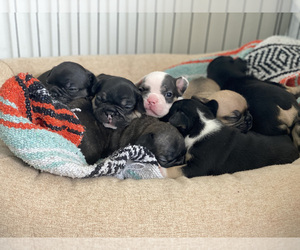 French Bulldog Litter for sale in LONG ISLAND CITY, NY, USA