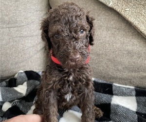 Poodle (Standard) Litter for sale in INDIANAPOLIS, IN, USA