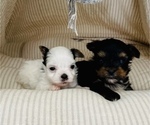 Small Photo #1 Yorkshire Terrier Puppy For Sale in FRESNO, CA, USA