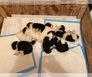 Portuguese Water Dog Litter for sale in PUEBLO WEST, CO, USA