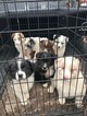 Small Photo #1 Australian Shepherd Puppy For Sale in FAYETTEVILLE, AR, USA
