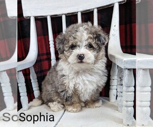 Bernedoodle (Miniature) Litter for sale in CANON CITY, CO, USA