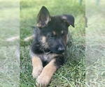 Small Photo #1 German Shepherd Dog Puppy For Sale in PERKINSVILLE, VT, USA