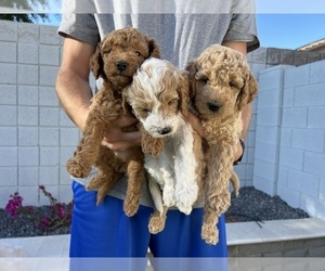 Goldendoodle (Miniature) Litter for sale in MESA, AZ, USA