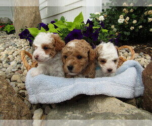 ShihPoo Litter for sale in SPENCERVILLE, IN, USA