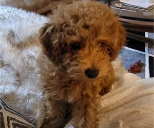 Poodle (Miniature) Litter for sale in LETTS, IA, USA