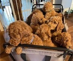 Small Poodle (Standard)