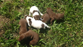 German Shorthaired Pointer Litter for sale in SAND LAKE, MI, USA