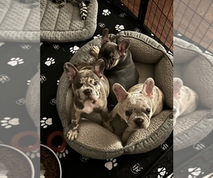French Bulldog Litter for sale in GREENVILLE, SC, USA