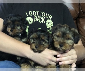 Yorkshire Terrier Litter for sale in GALVA, IL, USA