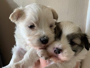 Havanese Litter for sale in PITTSFORD, NY, USA