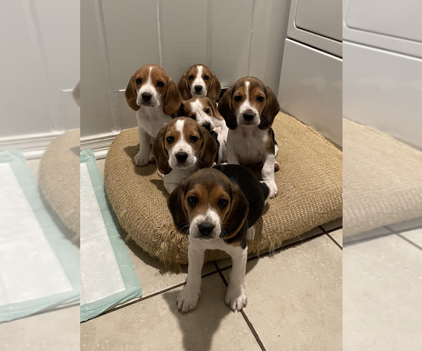 Medium Photo #1 Beagle Puppy For Sale in LUBBOCK, TX, USA