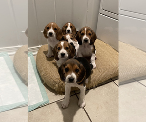 Beagle Litter for sale in LUBBOCK, TX, USA