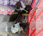 Small Photo #1 German Shorthaired Pointer Puppy For Sale in GREENVILLE, SC, USA