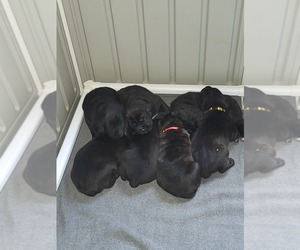 Cane Corso Litter for sale in CARL JUNCTION, MO, USA