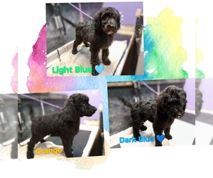 Labradoodle-Poodle (Standard) Mix Litter for sale in HANOVERTON, OH, USA