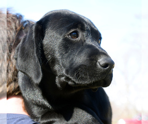 Labrador Retriever Litter for sale in BEDFORD, VA, USA