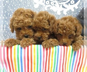 Poodle (Toy) Litter for sale in NORWOOD, MO, USA