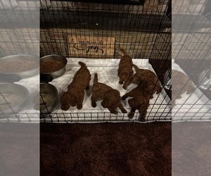 Poodle (Miniature) Litter for sale in ARCADIA, OH, USA