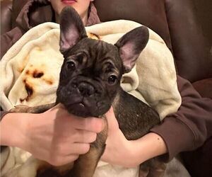 French Bulldog Litter for sale in SHELDON, WI, USA