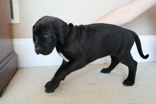 Great Dane Litter for sale in KENNETT SQUARE, PA, USA