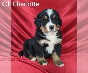 Bernese Mountain Dog Litter for sale in CANON CITY, CO, USA
