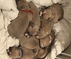 American Bully Mikelands  Litter for sale in BARBOURSVILLE, VA, USA