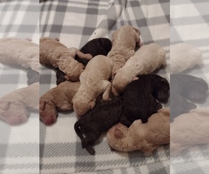 Poodle (Standard) Litter for sale in AND, SC, USA