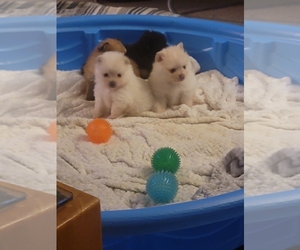 Medium Photo #1 Pomeranian Puppy For Sale in SNELLVILLE, GA, USA