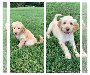 Goldendoodle Litter for sale in BIGELOW, AR, USA