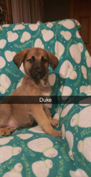 Medium Photo #1 German Shepherd Dog-Goldendoodle Mix Puppy For Sale in CAMP DOUGLAS, WI, USA