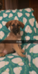 Small Photo #1 German Shepherd Dog-Goldendoodle Mix Puppy For Sale in CAMP DOUGLAS, WI, USA