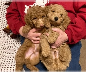 Poodle (Miniature) Litter for sale in BOALSBURG, PA, USA