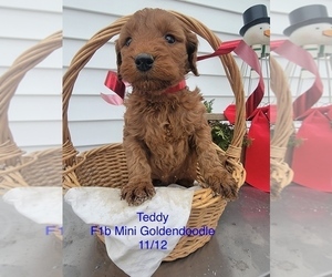 Goldendoodle (Miniature) Litter for sale in SHIPSHEWANA, IN, USA