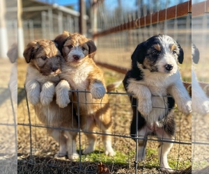 Bordoodle Litter for sale in LONDON, AR, USA