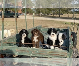 Sheepadoodle Litter for sale in BURNET, TX, USA