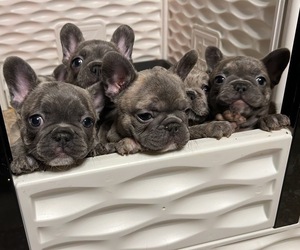 French Bulldog Litter for sale in CRANE, MO, USA