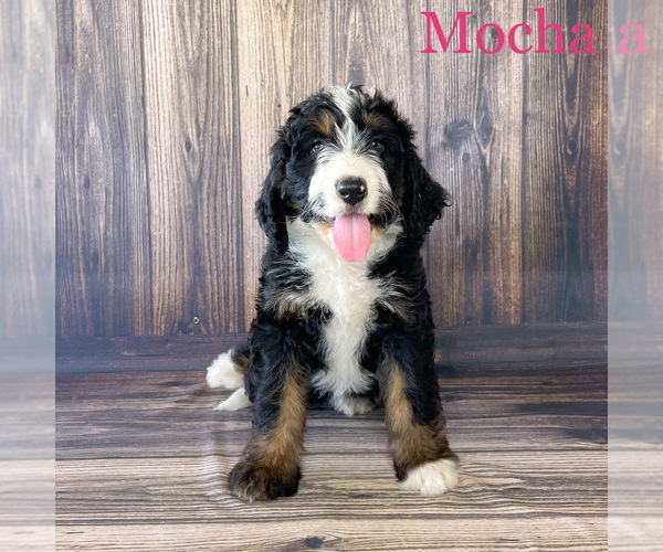 Medium Photo #1 Bernedoodle Puppy For Sale in MAZEPPA, MN, USA