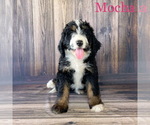 Small Photo #1 Bernedoodle Puppy For Sale in MAZEPPA, MN, USA