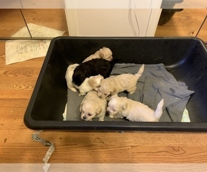 ShihPoo Litter for sale in WETUMPKA, AL, USA