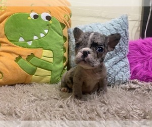 French Bulldog Litter for sale in HIALEAH, FL, USA