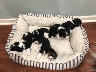 Cavalier King Charles Spaniel Litter for sale in FALLBROOK, CA, USA