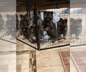 Keeshond Litter for sale in DELPHI, IN, USA