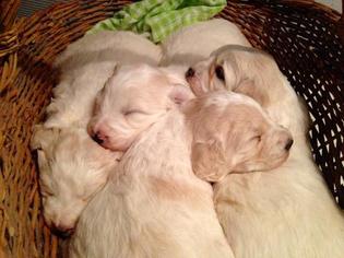 Pyredoodle Litter for sale in NASHVILLE, TN, USA
