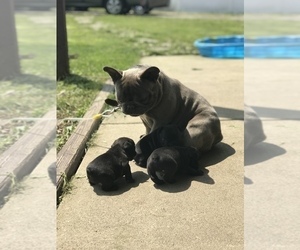 French Bulldog Litter for sale in NEW CASTLE, PA, USA