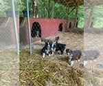 Small Photo #1 Australian Shepherd Puppy For Sale in ROCK SPRING, GA, USA